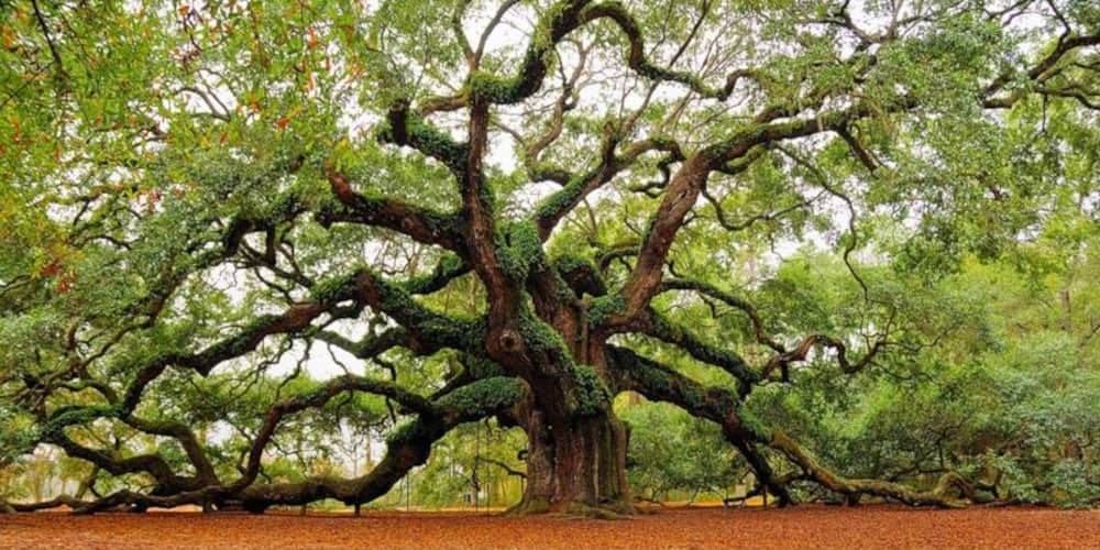 vintage oak