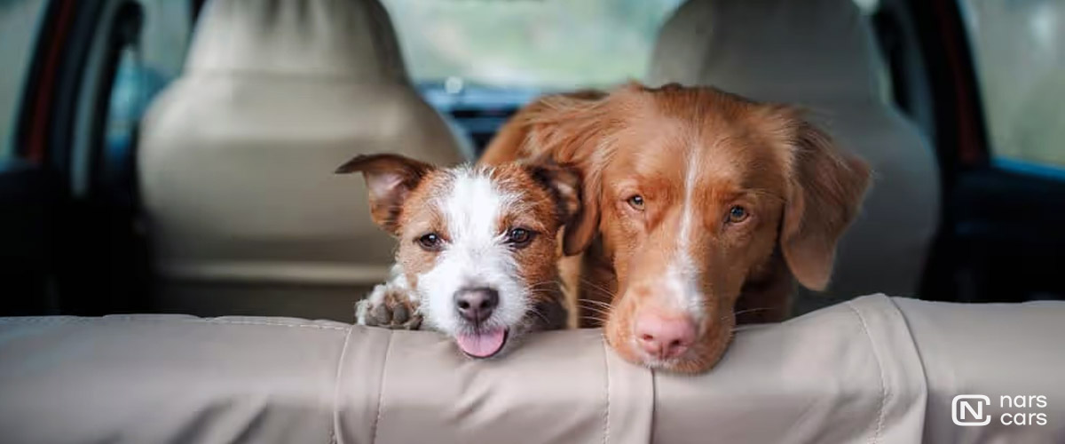 Подготовка авто к перевозке животных