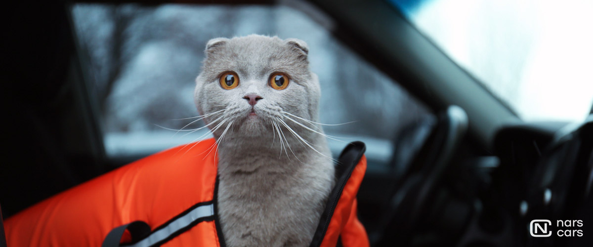 Кот в переноске в автомобиле