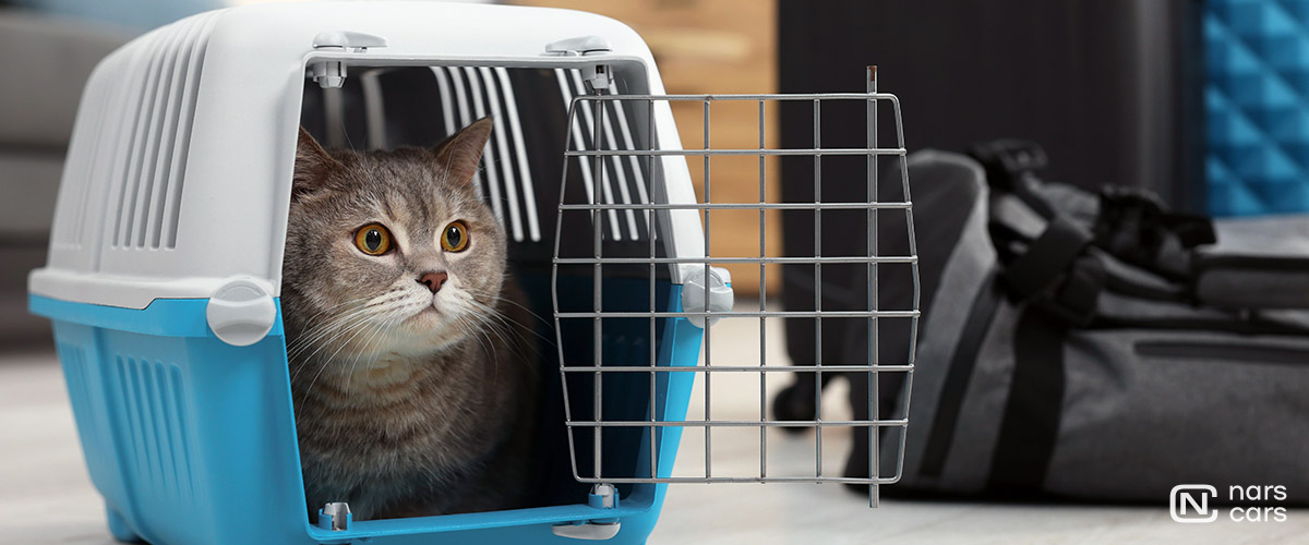 Животные в разных типах кузовов авто