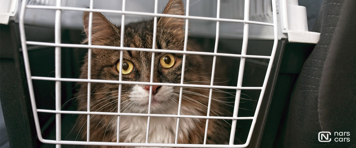 Советы ветеринаров для путешествий