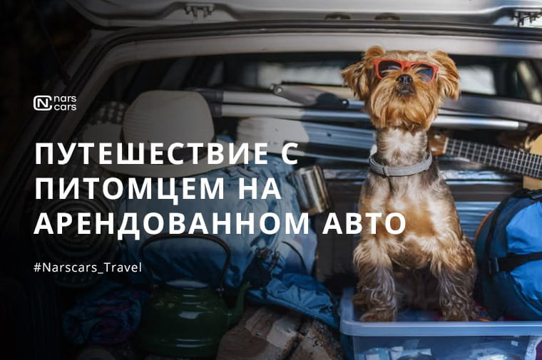 Путешествие с домашними животными на арендованном автомобиле: что нужно знать