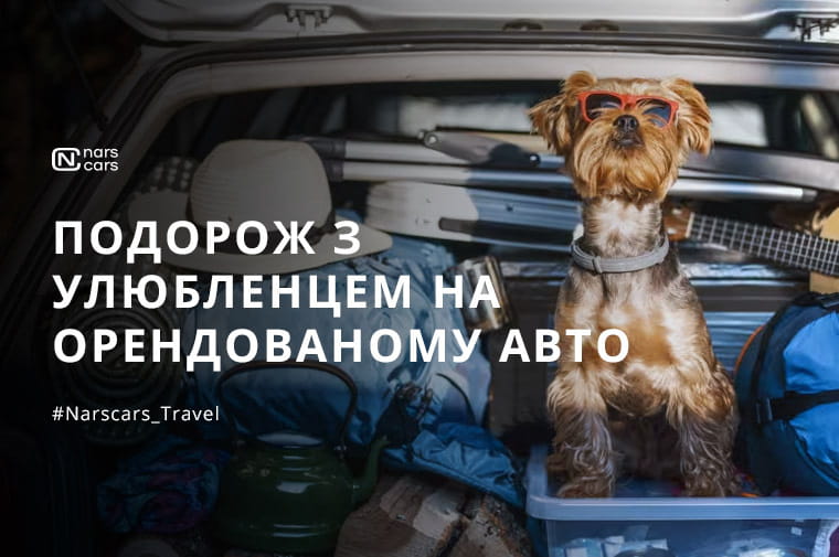 Подорож з домашніми тваринами на орендованому автомобілі: що потрібно знати